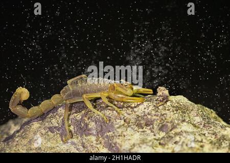 Buthus montanus. Scorpion isolato su sfondo naturale Foto Stock