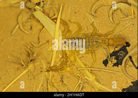 Buthus montanus. Scorpion isolato su sfondo naturale Foto Stock