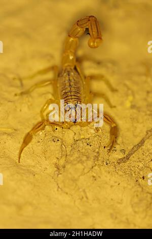 Buthus montanus. Scorpion isolato su sfondo naturale Foto Stock