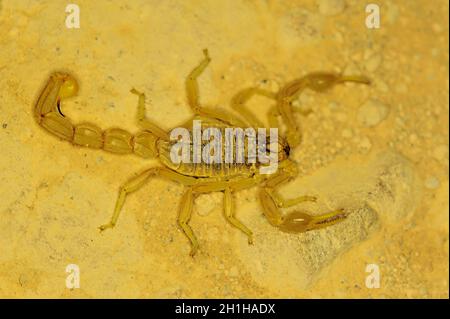 Buthus montanus. Scorpion isolato su sfondo naturale Foto Stock