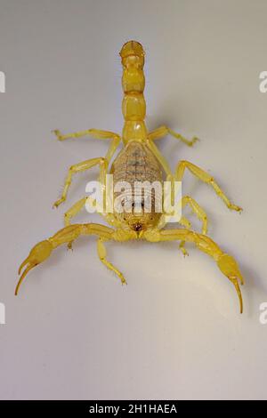 Buthus montanus. Scorpion isolato su sfondo bianco Foto Stock
