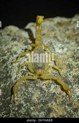 Buthus montanus. Scorpion isolato su sfondo naturale Foto Stock