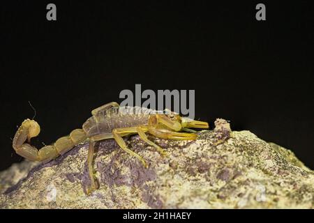 Buthus montanus. Scorpion isolato su sfondo naturale Foto Stock