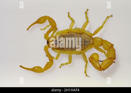 Buthus montanus. Scorpion isolato su sfondo bianco Foto Stock