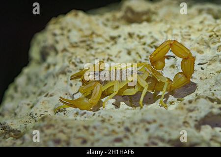 Buthus montanus. Scorpion isolato su sfondo naturale Foto Stock
