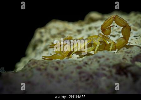 Buthus montanus. Scorpion isolato su sfondo naturale Foto Stock