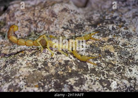 Buthus montanus. Scorpion isolato su sfondo naturale Foto Stock