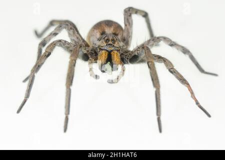 Ragno irradiato di Hogna. Famiglia Lycosidae. Spider isolato su sfondo bianco Foto Stock