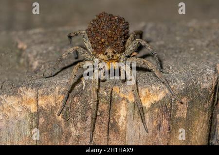 Famiglia Hogna radiata. Lycosidae. Spider isolato nel suo ambiente naturale. Foto Stock