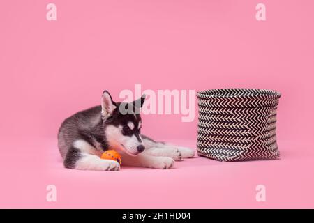 Foto studio a tema per animali domestici. Un cane femmina adolescente dell'Husky siberiano si alleva su sfondo rosa. Divertente cane bianco e nero meno di un anno su un Foto Stock