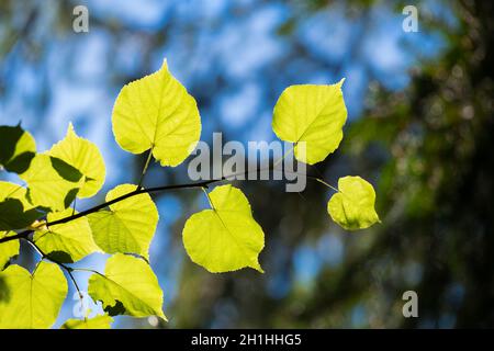 Rametto di lime soleggiato a foglie piccole, alberi verdi sfocati e cielo blu sullo sfondo. Tilia cordata. Bella foglia di tiglio giallo in estate soleggiato tempo. Foto Stock