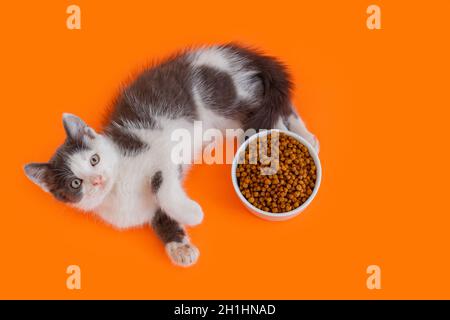 Bel gattino con ciotola di cibo secco isolato su sfondo arancione colorato. Vista dall'alto piatto con spazio per la copia Cat eat cats food Foto Stock