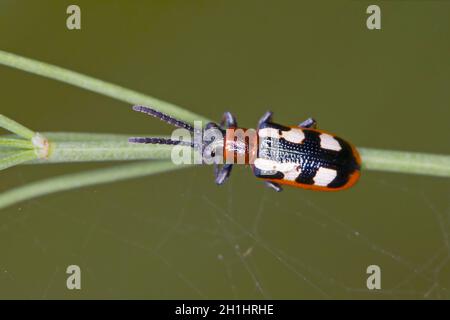 Il coleottero comune di asparagi (Crioceris asparagi) sui foglietti di asparagi. Si tratta di un importante parassita di colture di asparagi. Foto Stock