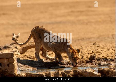 Cucciolo di leone malato in un pozzo, Kgalagadi Transfontier Park, Sudafrica Foto Stock