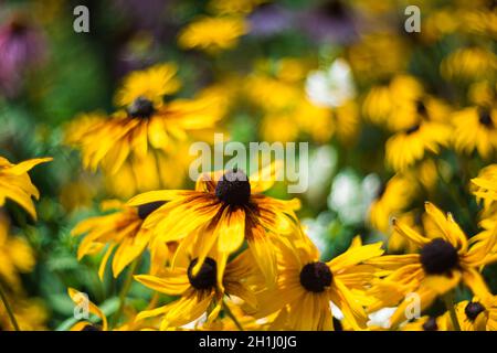 Rudbeckia Hirta Black Eyed Susans in giardino Foto Stock