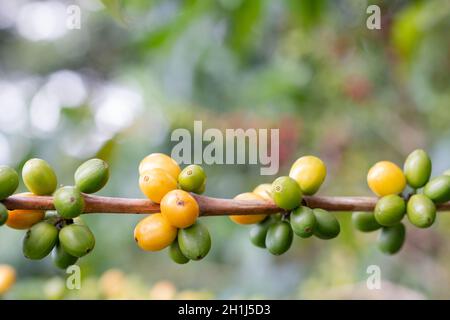 Ramo di pianta con segmenti pieni di chicchi di caffè maturanti. Spazio per la scrittura. Foto Stock