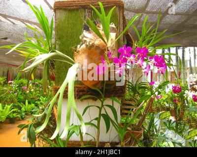 L'immagine sfocata della falaenopsi rosa orchidea su sfondo rosso della parete Foto Stock