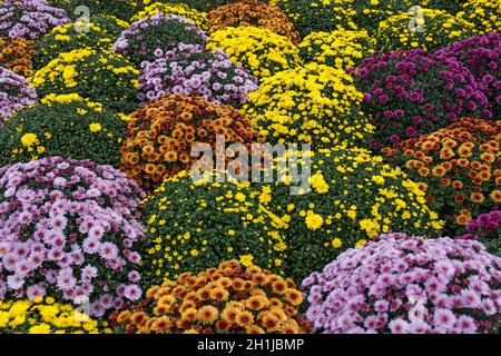 Piante di crisantemo bianche, rosa, rosse o gialle in negozio di fiori. Cespugli di crisantemi borgogna giardino o parco all'aperto. Fiore di crisantemo con le Foto Stock