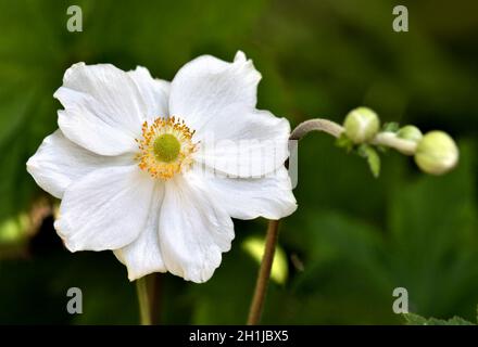 Bellissimo fiore singolo bianco anemone giapponese Foto Stock