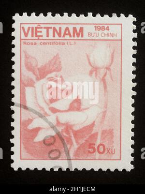 Timbro stampato in Vietnam mostra fiore rosa o rosa centifolia. Serie: la fauna e la Flora. Circa 1984 Foto Stock