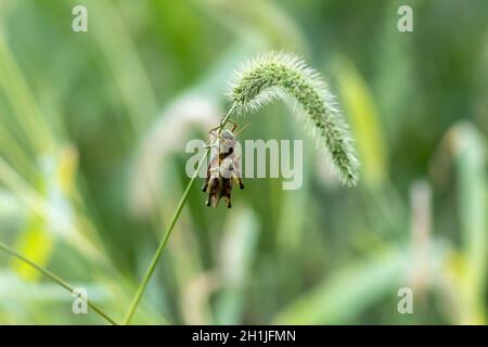 Cavallette a fine estate accostamento morbido sfondo verde Foto Stock
