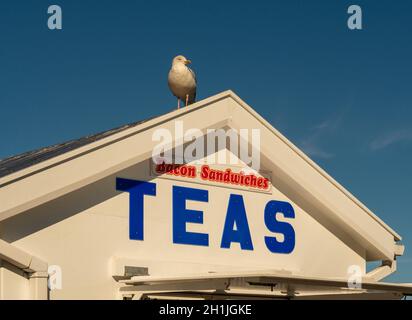 Seagull seduto sul tetto di un chiosco di ristorazione uPVC lungo Pier Road a Whitby, in una giornata di sole. North Yorkshire, Regno Unito Foto Stock