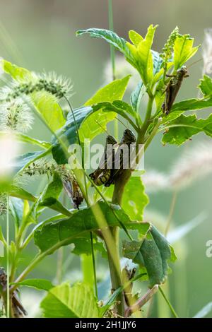 Cavallette a fine estate accostamento morbido sfondo verde Foto Stock