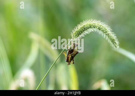 Cavallette a fine estate accostamento morbido sfondo verde Foto Stock