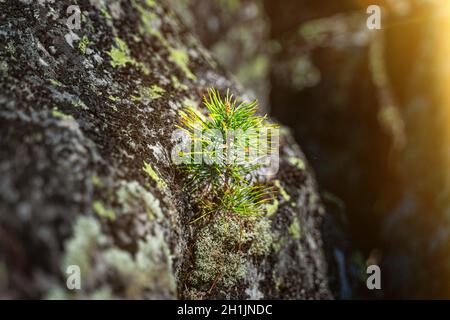 Un piccolo pino cresce in pietra. Parco Nazionale di Taganai, Russia Foto Stock