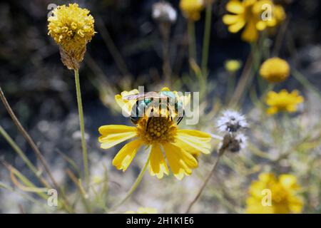 L'ape verde metallizzata Agapostemon si illumina di fiore giallo nella giornata di sole Foto Stock