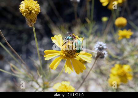 L'ape verde metallizzata Agapostemon si illumina di fiore giallo nella giornata di sole Foto Stock