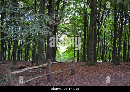 Andrew's Wood, vicino al monte Badgers e a Shoreham nel Kent, il giorno di ottobre. Faggi, valle secca e fogliame colore autunno Foto Stock