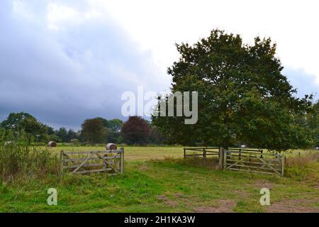 Open gate in campo con balle di fieno, a Downe, Kent adiacente alla casa di Charles Darwin, in un nuvoloso giorno di ottobre. Foto Stock