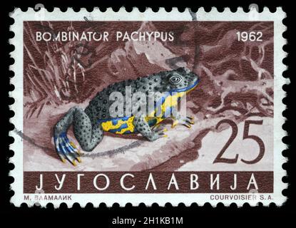 JUGOSLAVIA - CIRCA 1962: Un francobollo stampato in Jugoslavia mostra il cappellotto appenninico giallo con l'iscrizione 'Bombinator Pachypus' dei seri Foto Stock