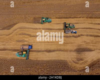 Krasnodar, Russia - 22 Luglio 2017: la raccolta di frumento harvester. Macchine agricole granella del raccolto sul campo. Macchine agricole in funzionamento. Foto Stock