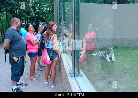 I visitatori dello zoo guardano la tigre dietro il vetro. La gente guarda la tigre attraverso un bicchiere di grande finestra nello zoo Foto Stock