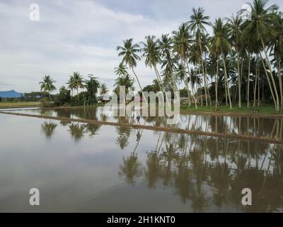 PENAGA, Penang/Malaysia - Nov 01 2019: Lavoro contadino nel campo di risaie allagato con la fattoria di cocco come sfondo. Foto Stock