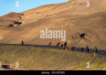 Una mandria di cavalli islandesi inion la strada in Islanda Foto Stock