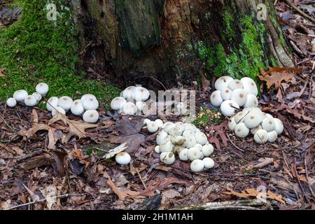 Colonie di funghi porcini che crescono a base di albero marcio, Autum, e USA, di James D Coppinger/Dembinsky Photo Assoc Foto Stock