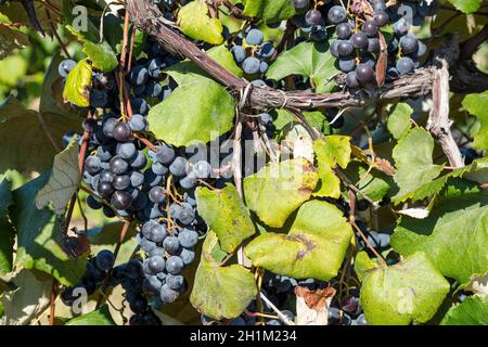 Uve Concord, mature, Vineyard, SW Michigan, USA, Di James D Coppinger/Dembinsky Photo Assoc Foto Stock