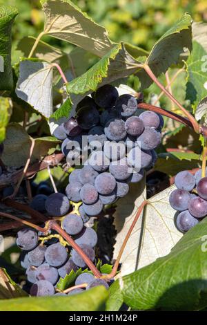 Uve Concord, mature, Vineyard, SW Michigan, USA, Di James D Coppinger/Dembinsky Photo Assoc Foto Stock