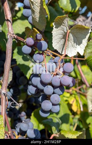 Uve Concord, mature, Vineyard, SW Michigan, USA, Di James D Coppinger/Dembinsky Photo Assoc Foto Stock