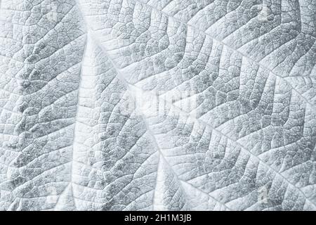 Macro texture foglia per sfondo bianco e nero monocromatico Foto Stock