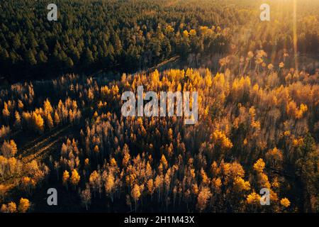 Pini verdi e asperi dorati in caldo luce del tramonto, aerea Foto Stock