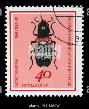 Francobollo stampato in GDR dal numero di Beetles utili mostra Clerus mutillarius, circa 1968. Foto Stock