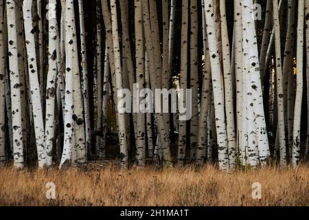 Aspen tronchi di alberi in foresta come sfondo naturale Foto Stock