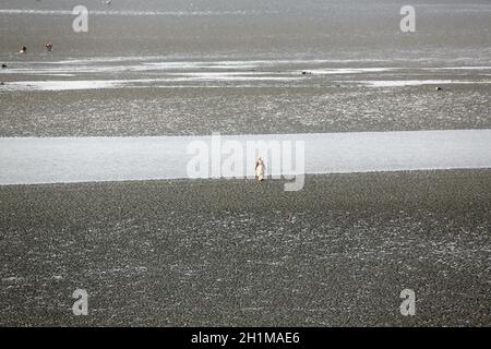 I letti di fango sul fiume Matla durante la bassa marea l'acqua nella città di Canning, India Foto Stock