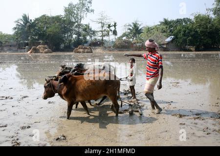 Coltivatori che arano il campo agricolo in modo tradizionale dove un aratro è attaccato ai tori in Gosaba, Bengala occidentale, India Foto Stock