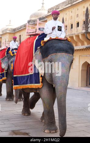 Elefanti decorati che trasportano i turisti al Forte di Amber a Jaipur, Rajasthan, India Foto Stock