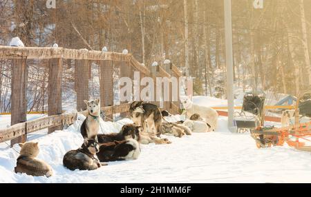 Cani rilassarsi prima di iniziare le slitte trainate dai cani gara Foto Stock